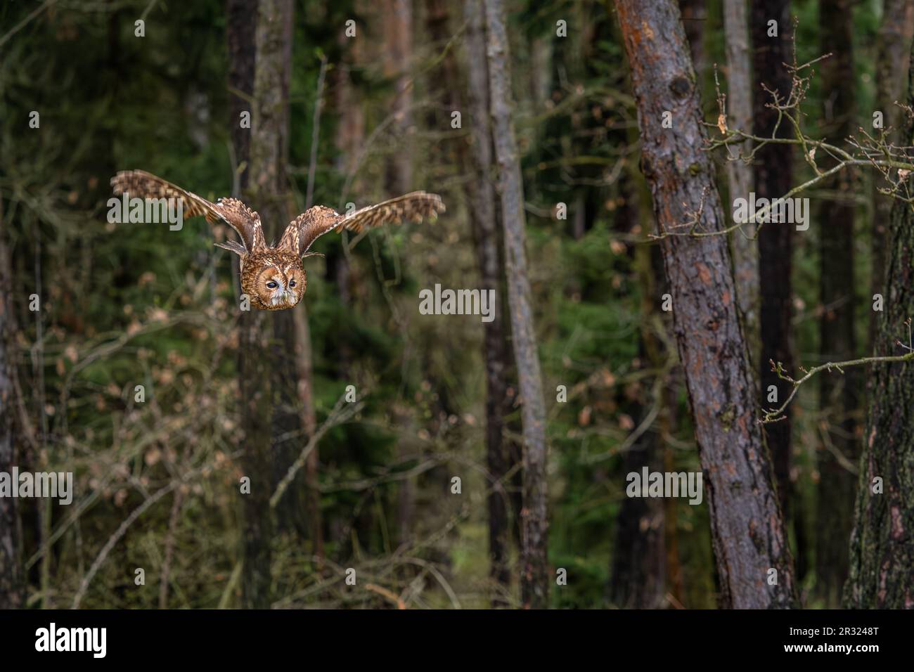 Tawny Owl - Strix aluco, hibou commun béatiful des forêts et des terres boisées d'Euroasian, République tchèque. Banque D'Images