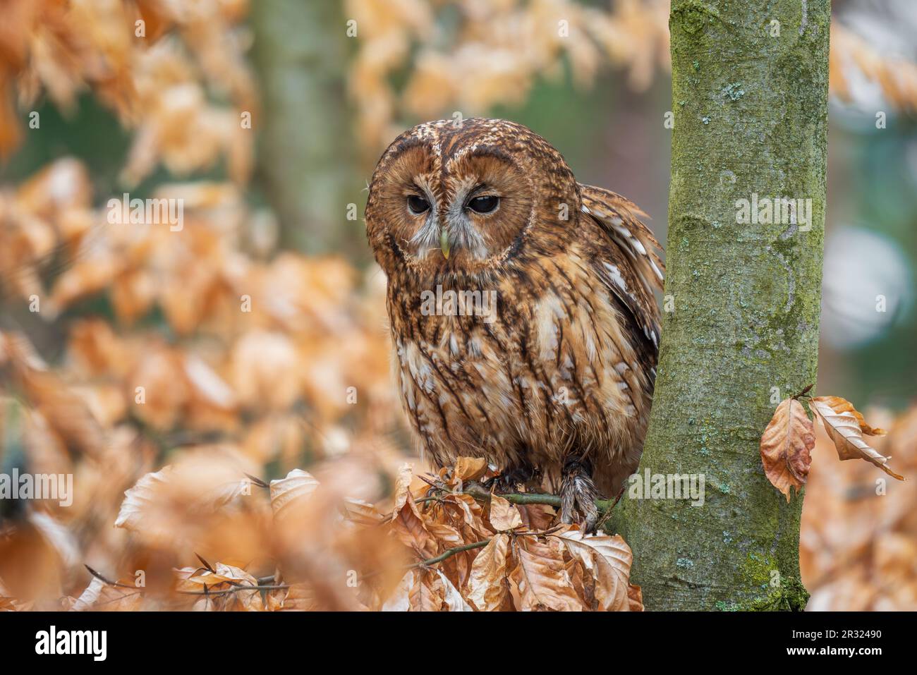 Tawny Owl - Strix aluco, hibou commun béatiful des forêts et des terres boisées d'Euroasian, République tchèque. Banque D'Images