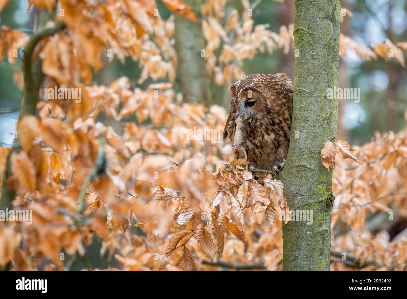 Tawny Owl - Strix aluco, hibou commun béatiful des forêts et des terres boisées d'Euroasian, République tchèque. Banque D'Images