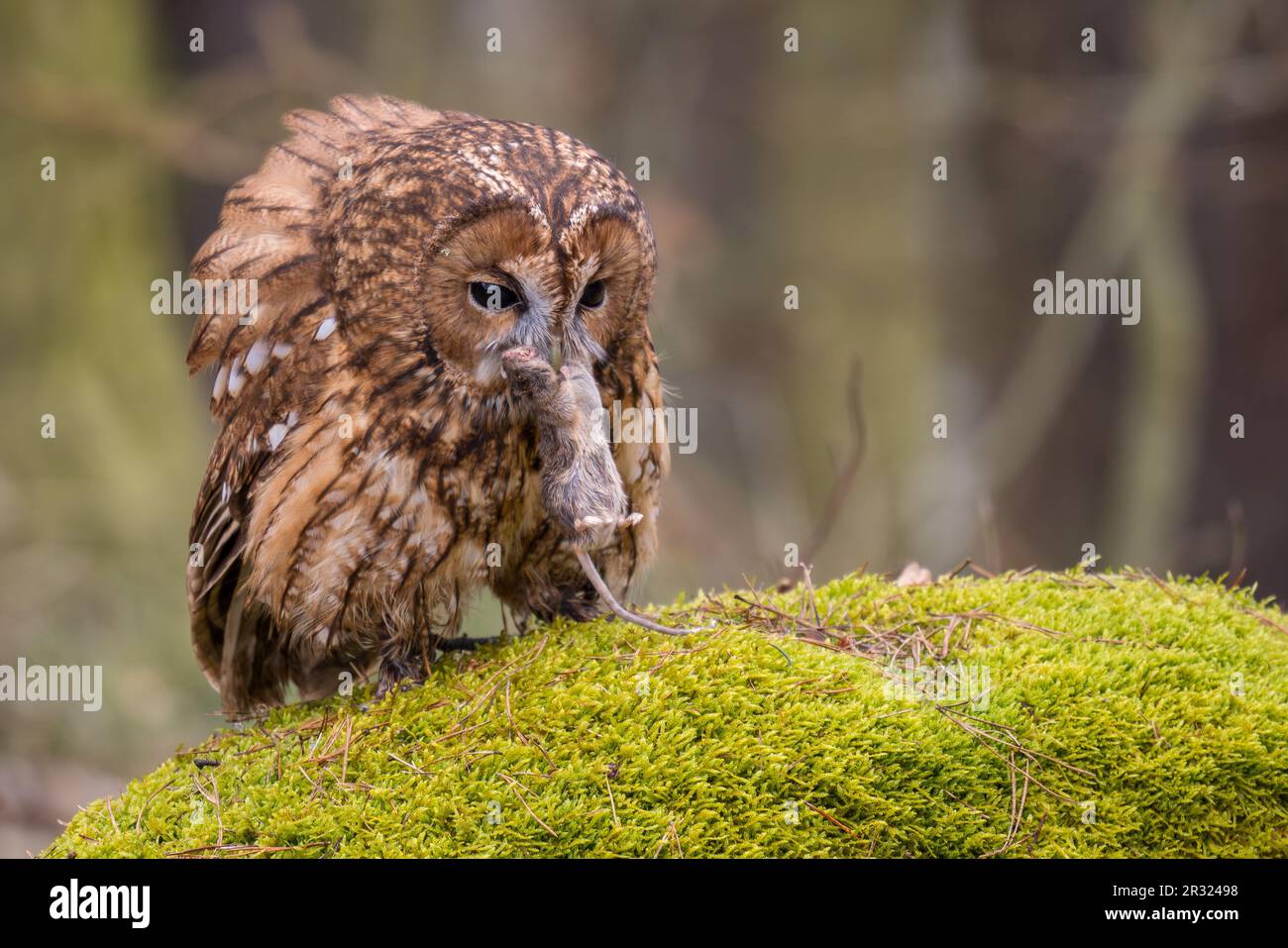 Tawny Owl - Strix aluco, hibou commun béatiful des forêts et des terres boisées d'Euroasian, République tchèque. Banque D'Images