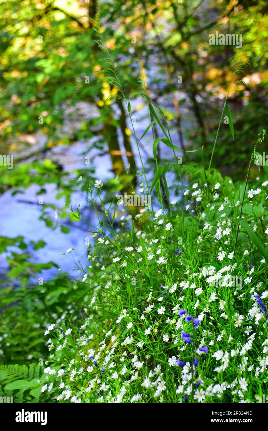 Fleurs sauvages, rochers de Hardcastle, pont Hebden Banque D'Images