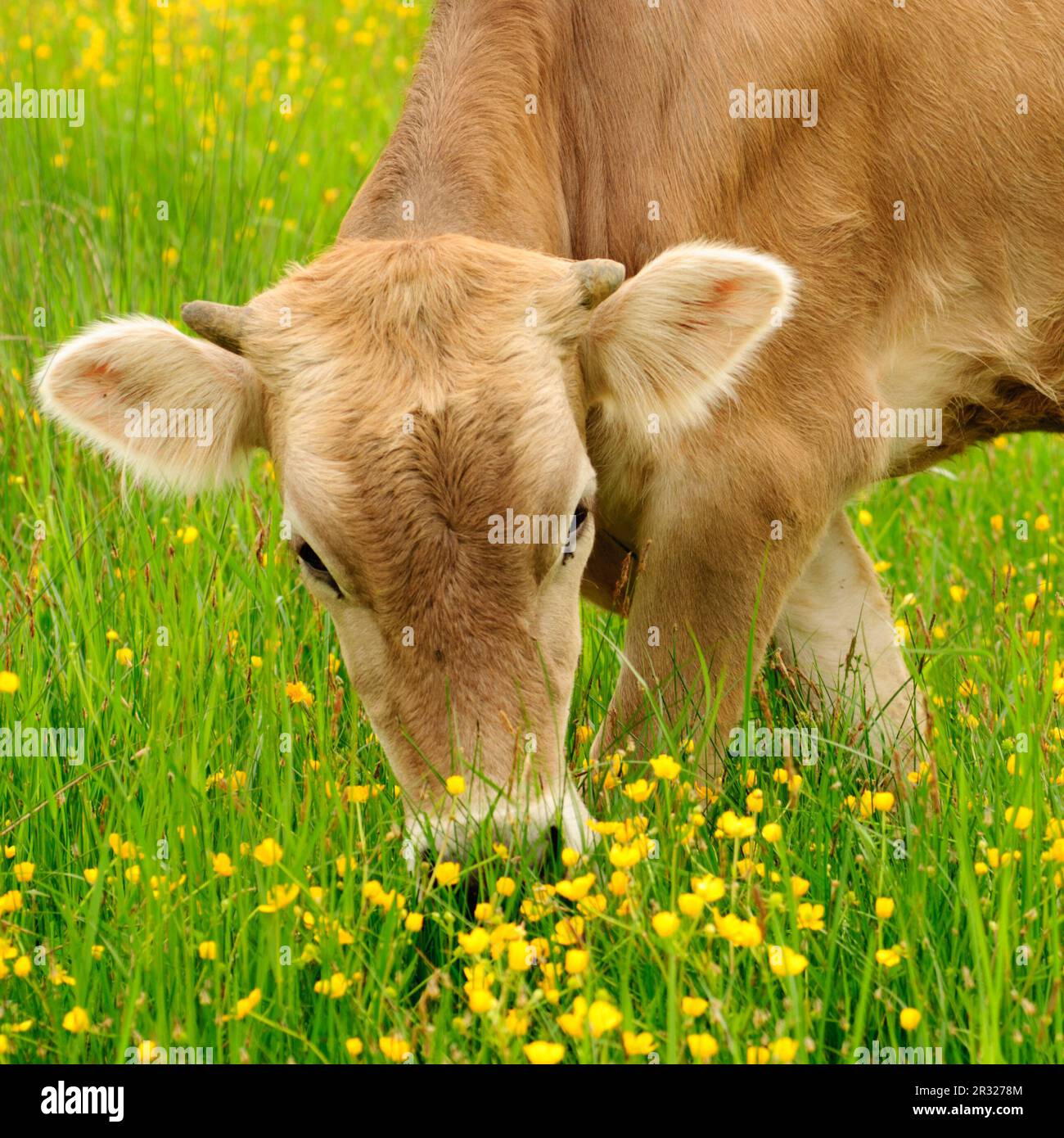 Vaches broutent Banque D'Images
