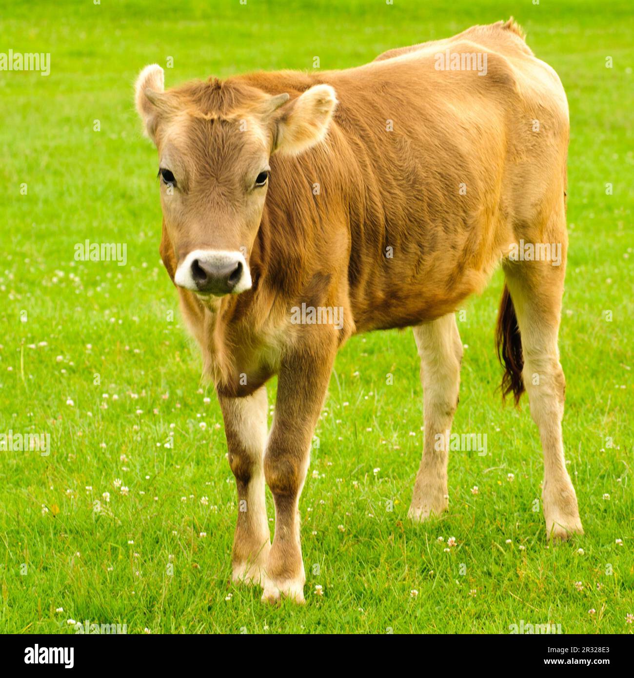 Vaches broutent Banque D'Images