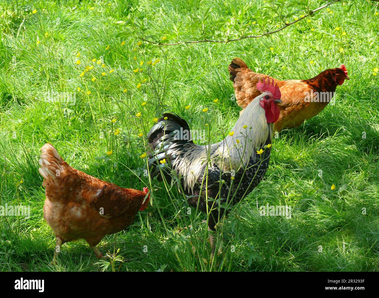 Haushuhn (Gallus gallus domesticus) Banque D'Images