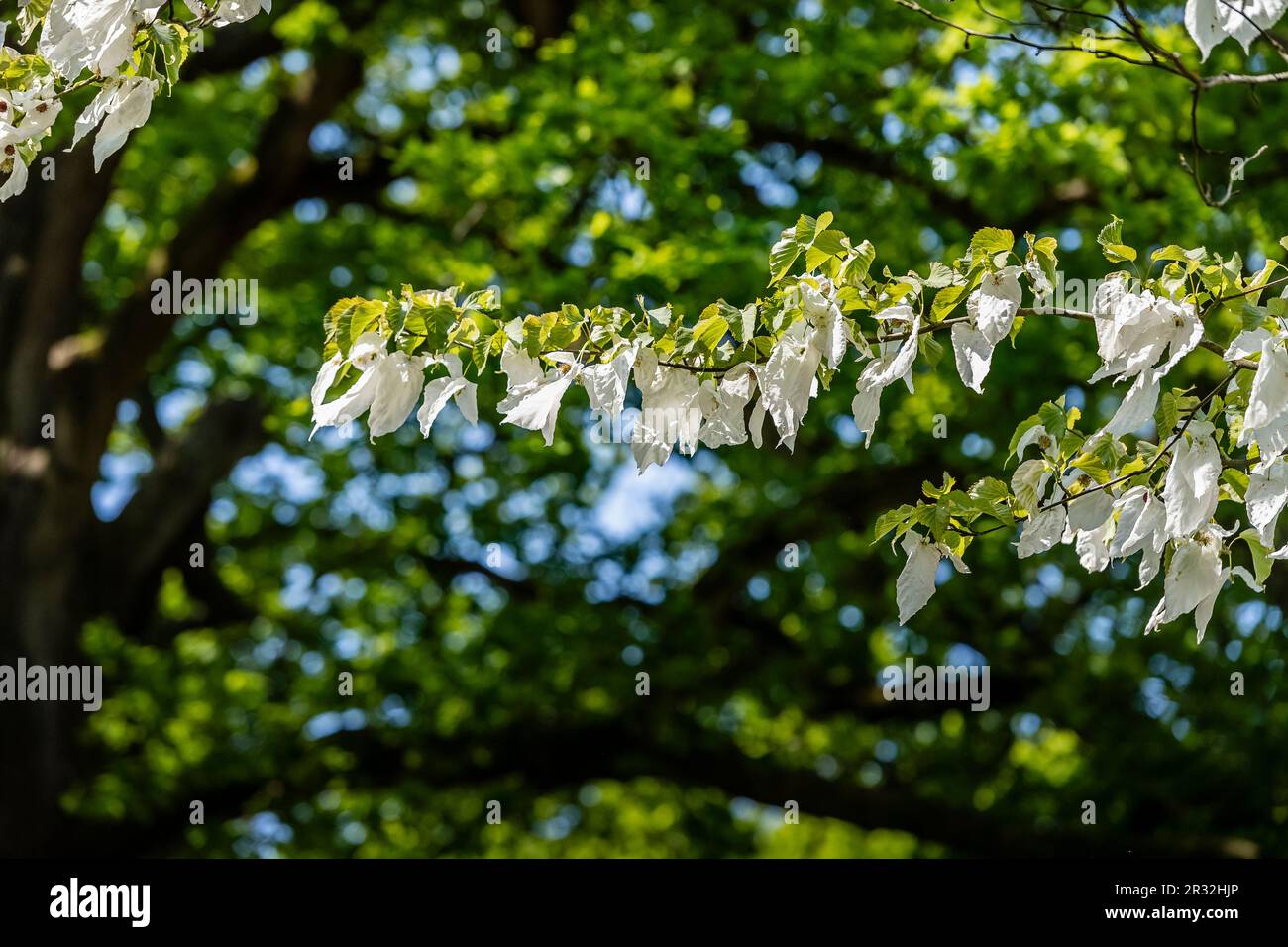 L'arbre de mouchoir, Davidia involucrata, est un arbre rare mais très recherché, originaire de Chine, particulièrement impressionnant quand il se gonfle. Sussex Banque D'Images