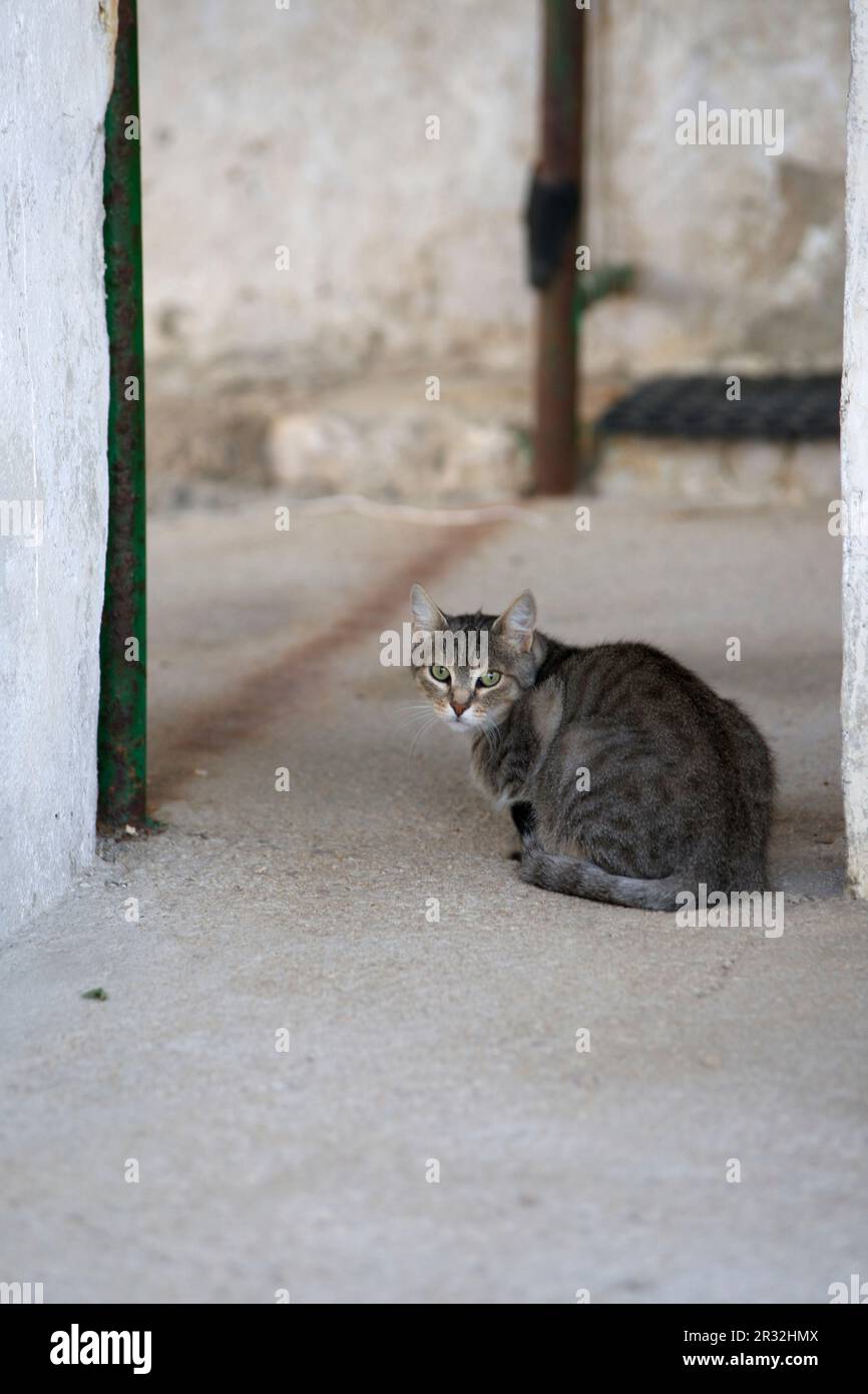 Chat assis sur le plancher Banque D'Images
