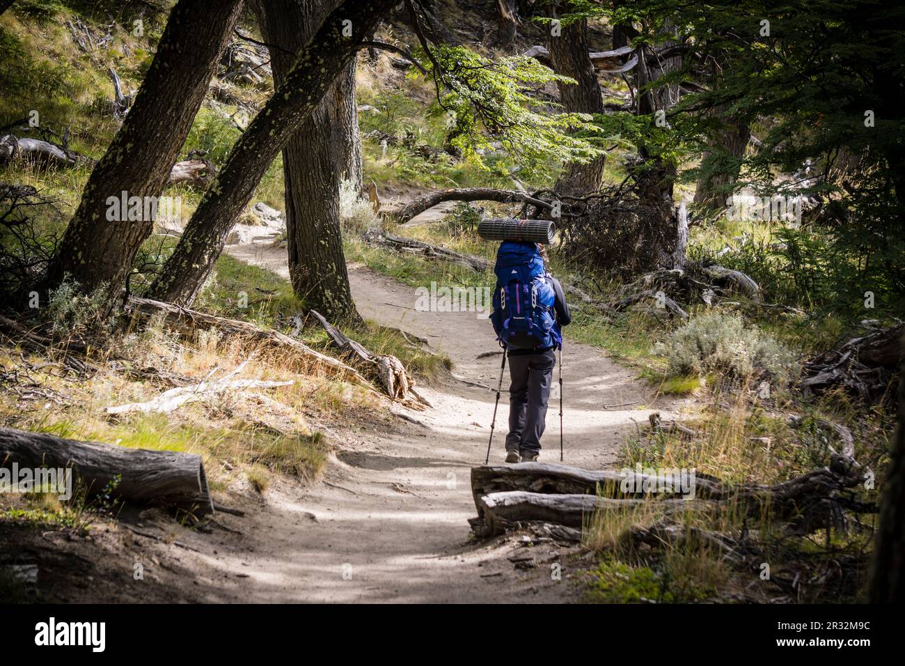 sendero hacia la laguna Capri y al campamento Poincendiot, El Chalten, parque nacional Los Glaciares, republica Argentina,Patagonia, cono sur, Amérique du Sud. Banque D'Images
