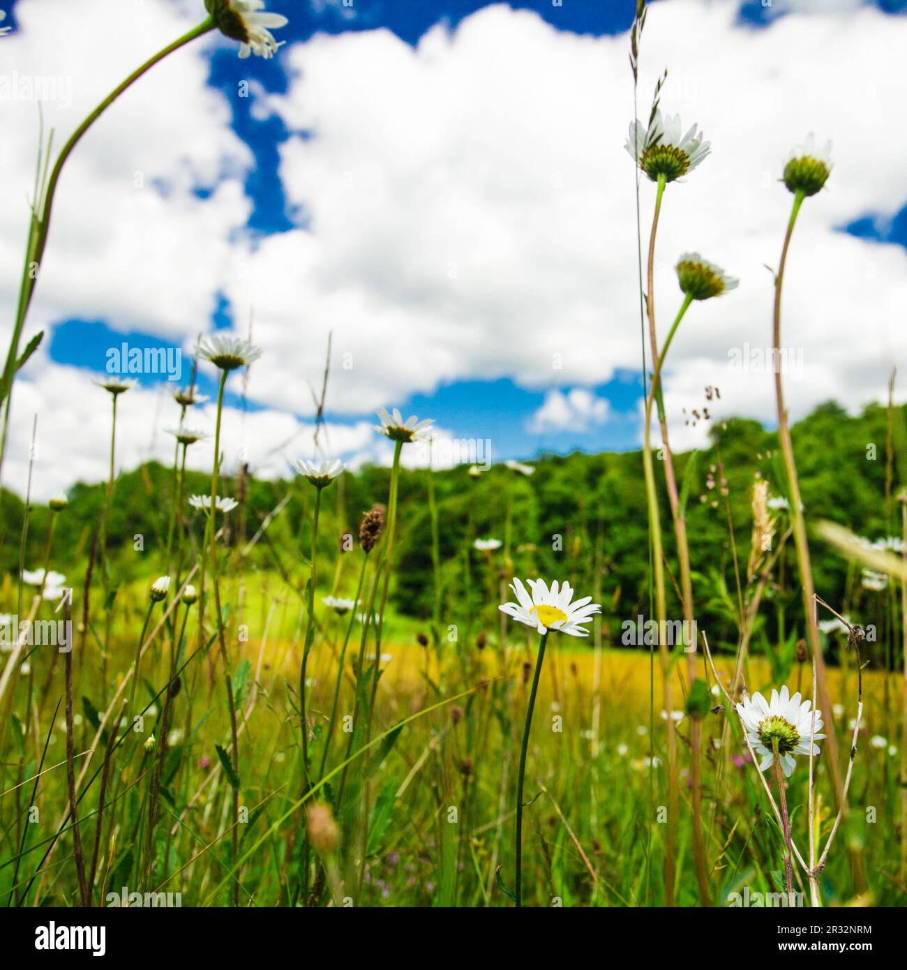 Prairie et ciel bleu Banque D'Images