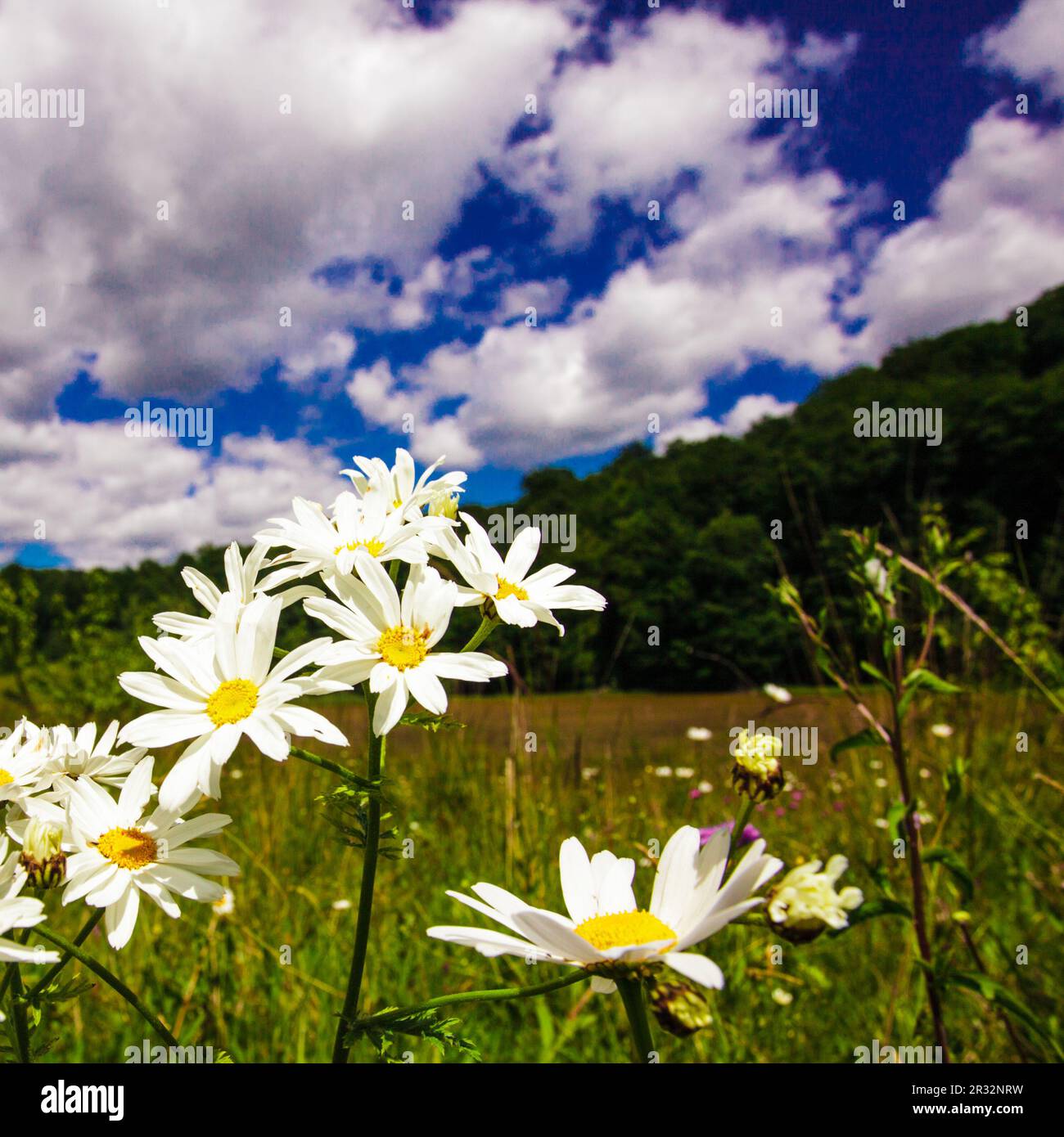 Prairie et ciel bleu Banque D'Images