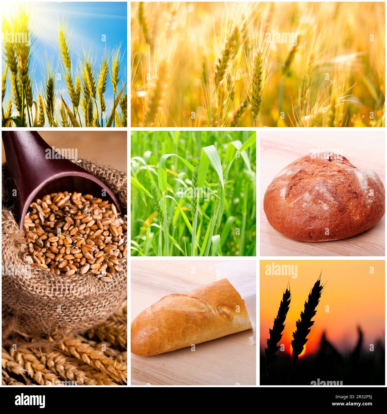 Blé et du pain Banque D'Images