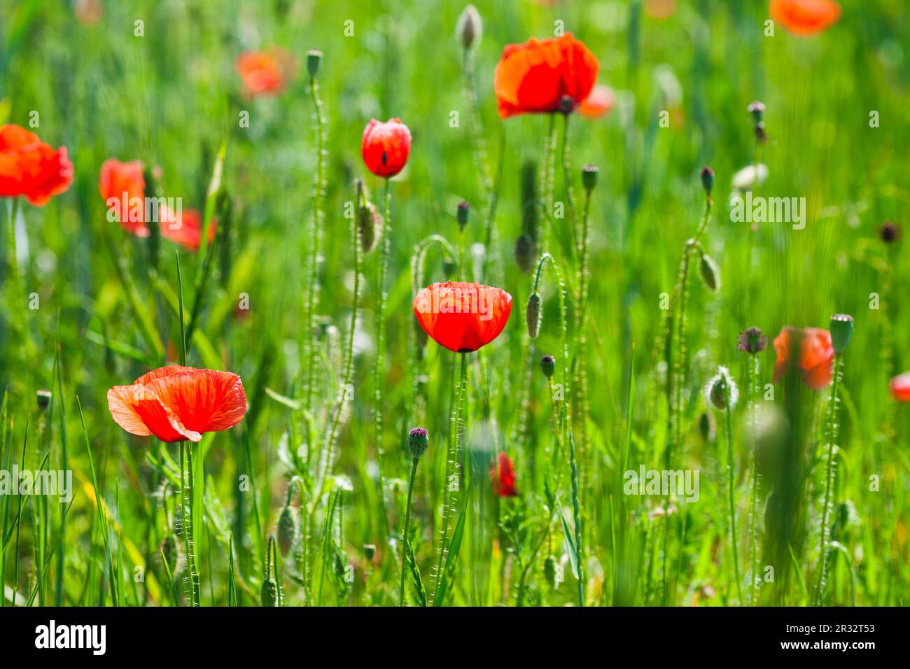 Coquelicots Banque D'Images