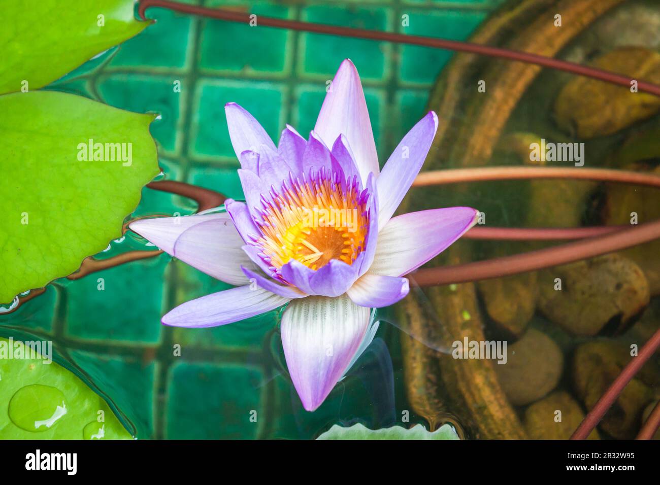 Gros plan de nénuphars violets dans la piscine Banque D'Images