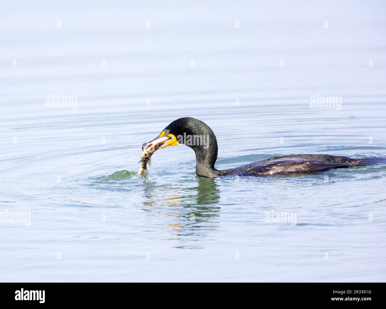 Double cormoran à crête mangeant bébé requin léopard Banque D'Images