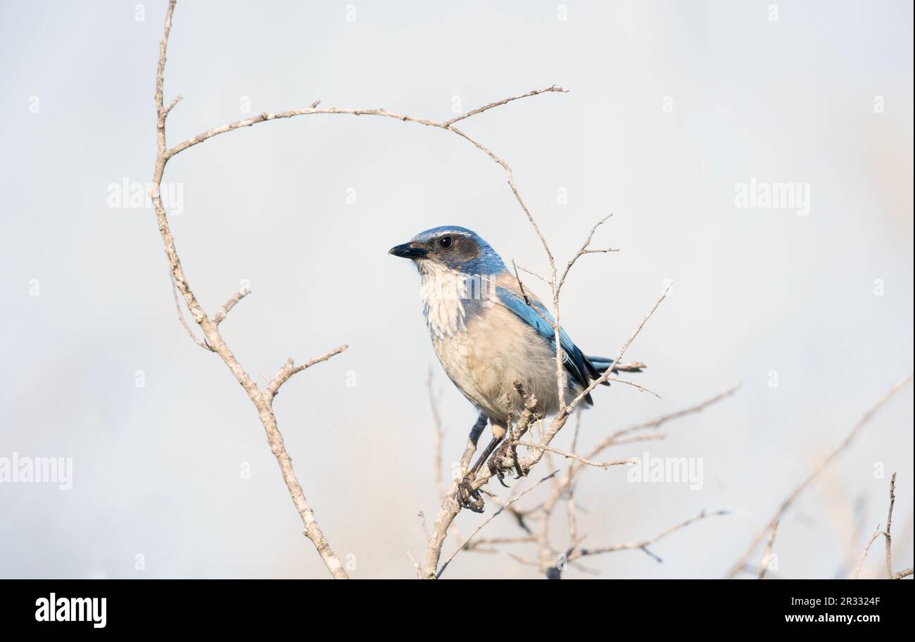 Western Scrub Jay Banque D'Images