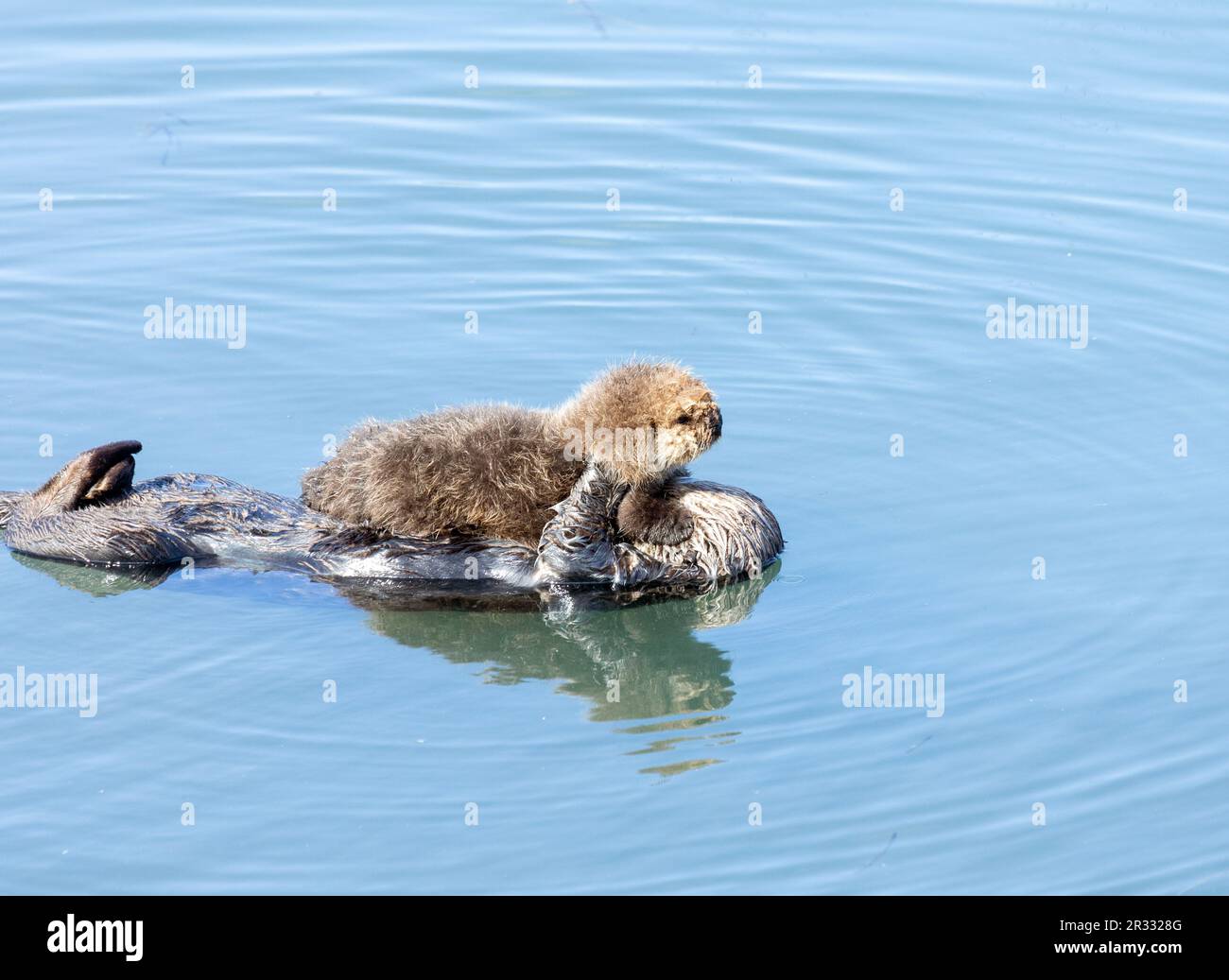 Un chiot de la mer qui ressemble à un chien de chiot Banque D'Images