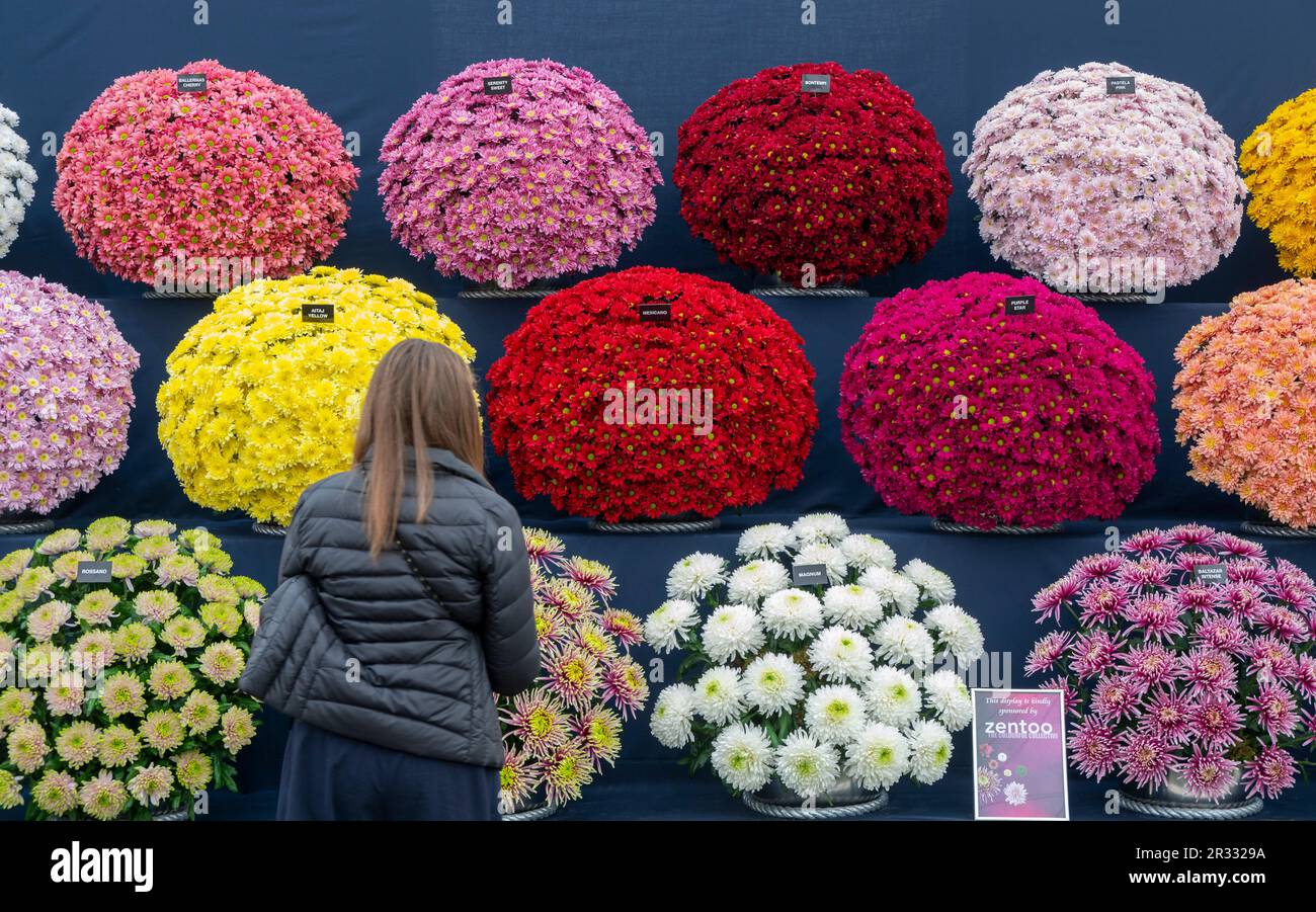 Royal Hospital Chelsea, Londres, Royaume-Uni. 22nd mai 2023. Des couleurs époustouflantes et des fleurs parfaites dans le grand pavillon du RHS Chelsea Flower Show 2023. Crédit : Malcolm Park/Alay Live News Banque D'Images