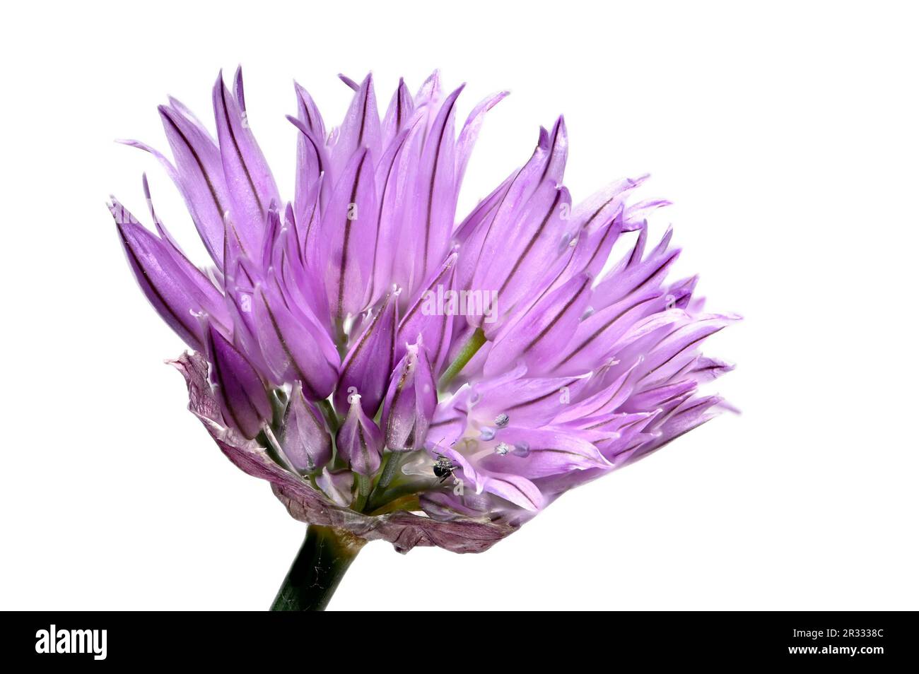 Fleur de ciboulette (Allium schoenoprasum) Banque D'Images