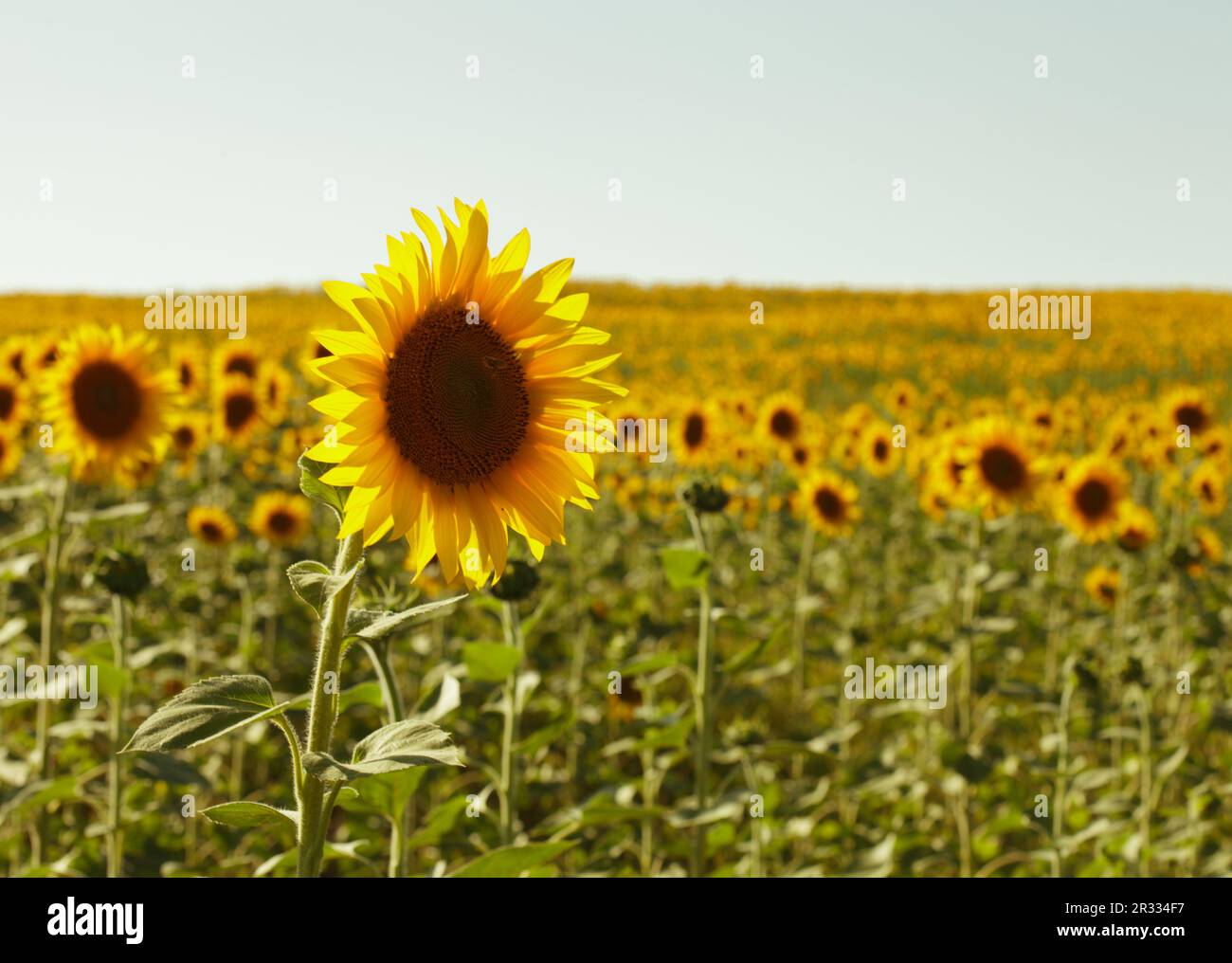 Champ de tournesols Banque D'Images