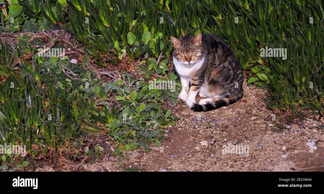Le napping de chat dans l'herbe Banque D'Images