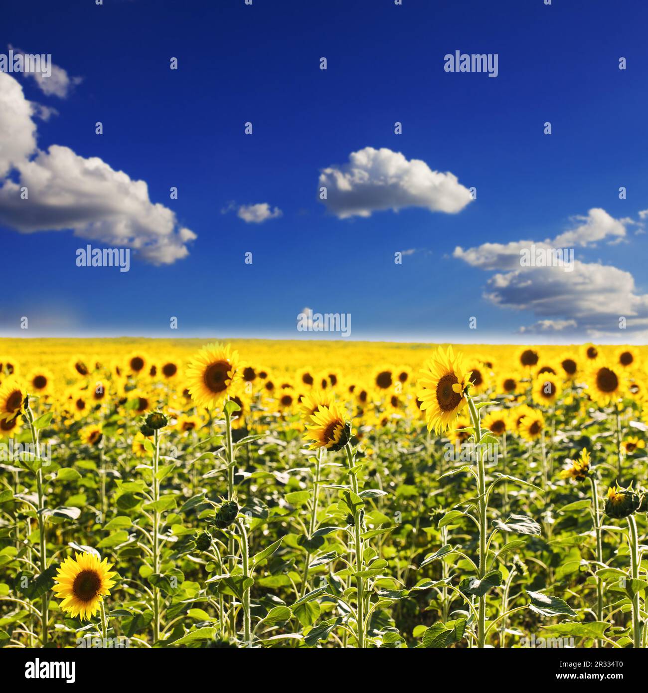 Champ de tournesols Banque D'Images