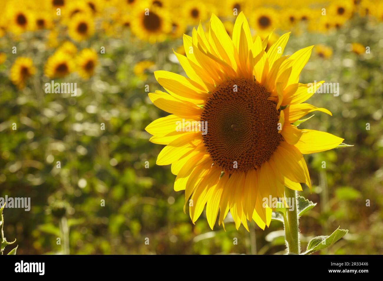 Champ de tournesols Banque D'Images