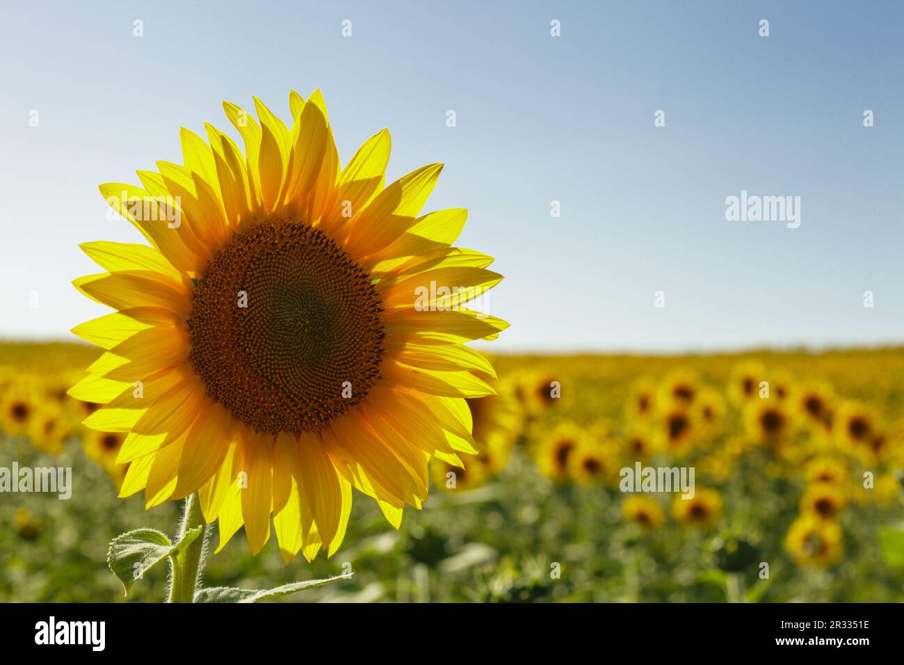 Champ de tournesols Banque D'Images