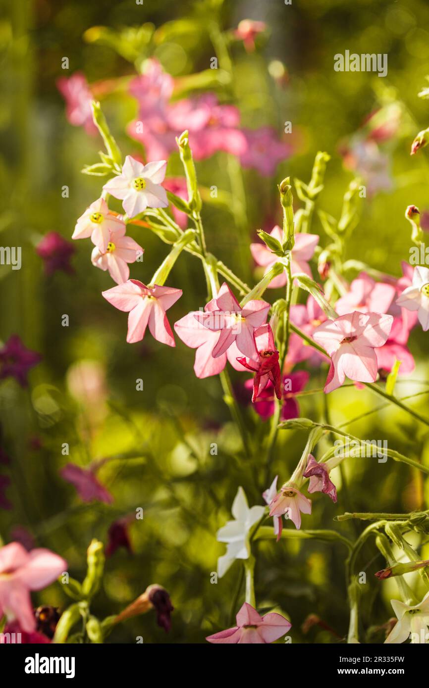 Fleurs décoratives de tabac Banque D'Images
