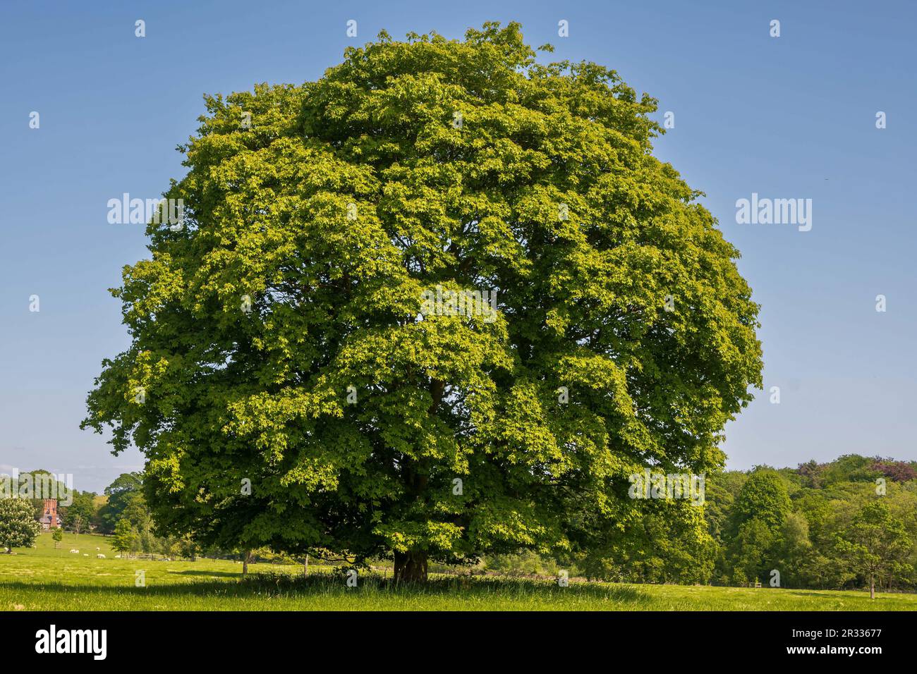 Arbre Sycamore mature. Banque D'Images