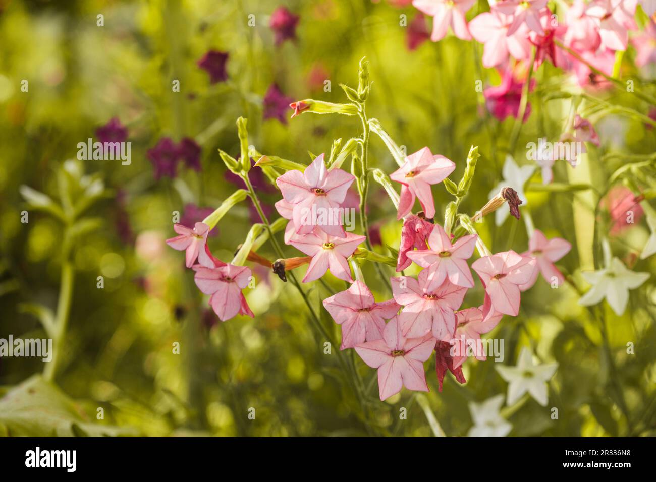 Fleurs décoratives de tabac Banque D'Images