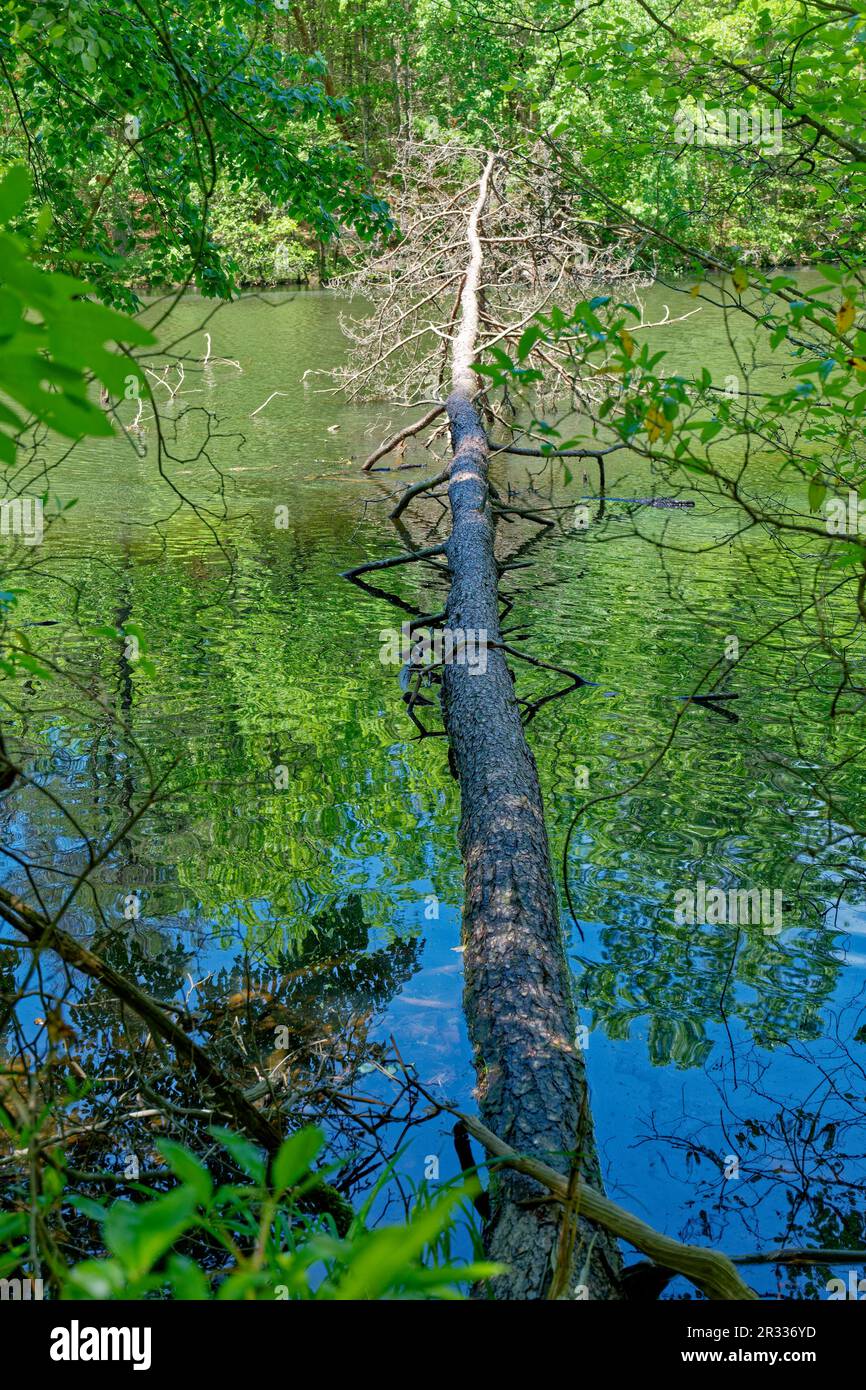 Un grand arbre nu est tombé de l'autre côté de la rivière, du rivage au rivage, la moitié du tronc étant submergée dans l'eau par une journée ensoleillée Banque D'Images Un grand arbre nu est tombé de l'autre côté de la rivière, du rivage au rivage, la moitié du tronc étant submergée dans l'eau par une journée ensoleillée Banque D'Images