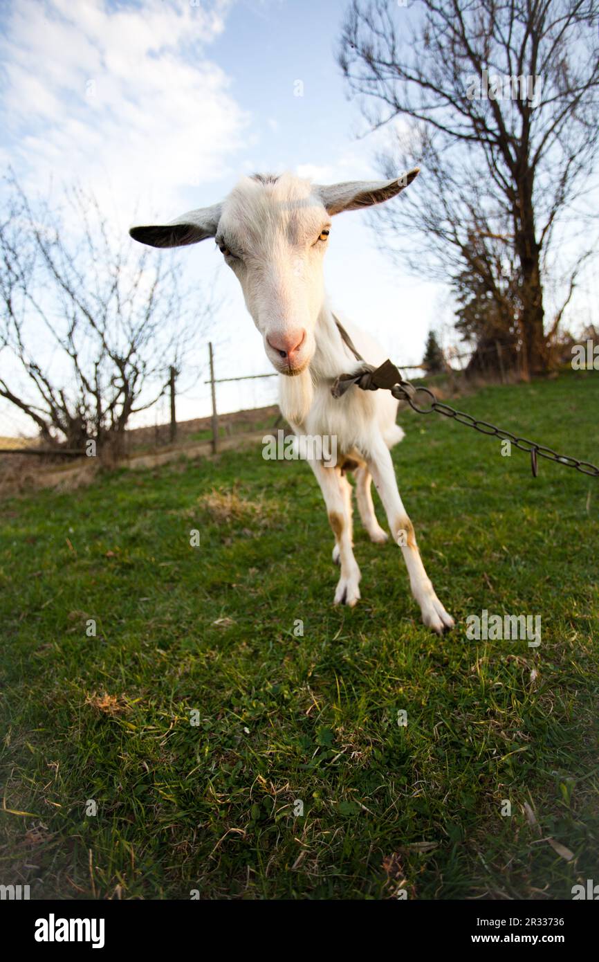 Chèvre déformé Banque D'Images
