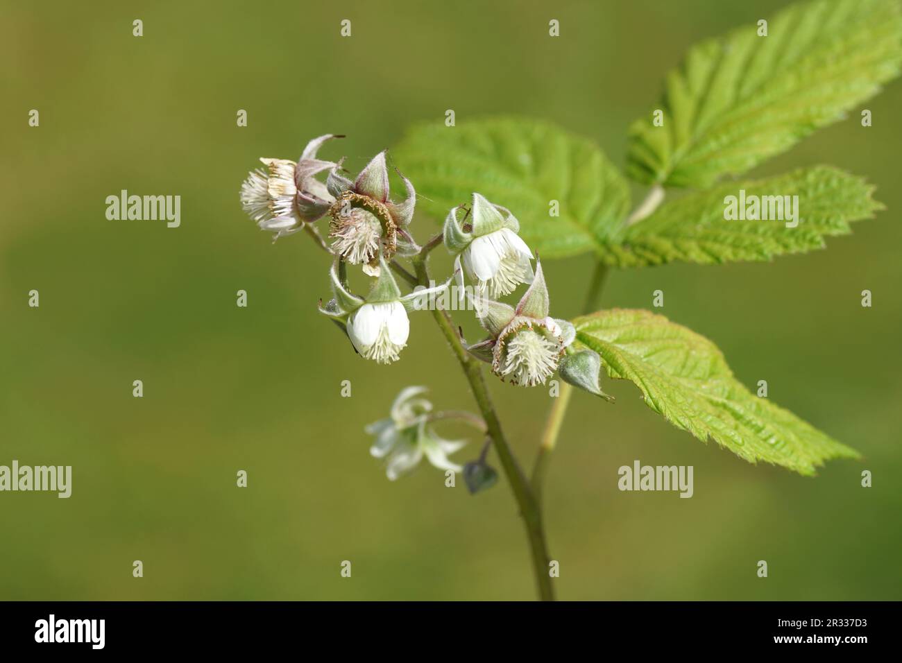 Gros plan Floraison Rubus idaeus (framboise, framboise rouge ou framboise rouge européenne). Famille des Rosacées. Printemps, jardin hollandais. Banque D'Images