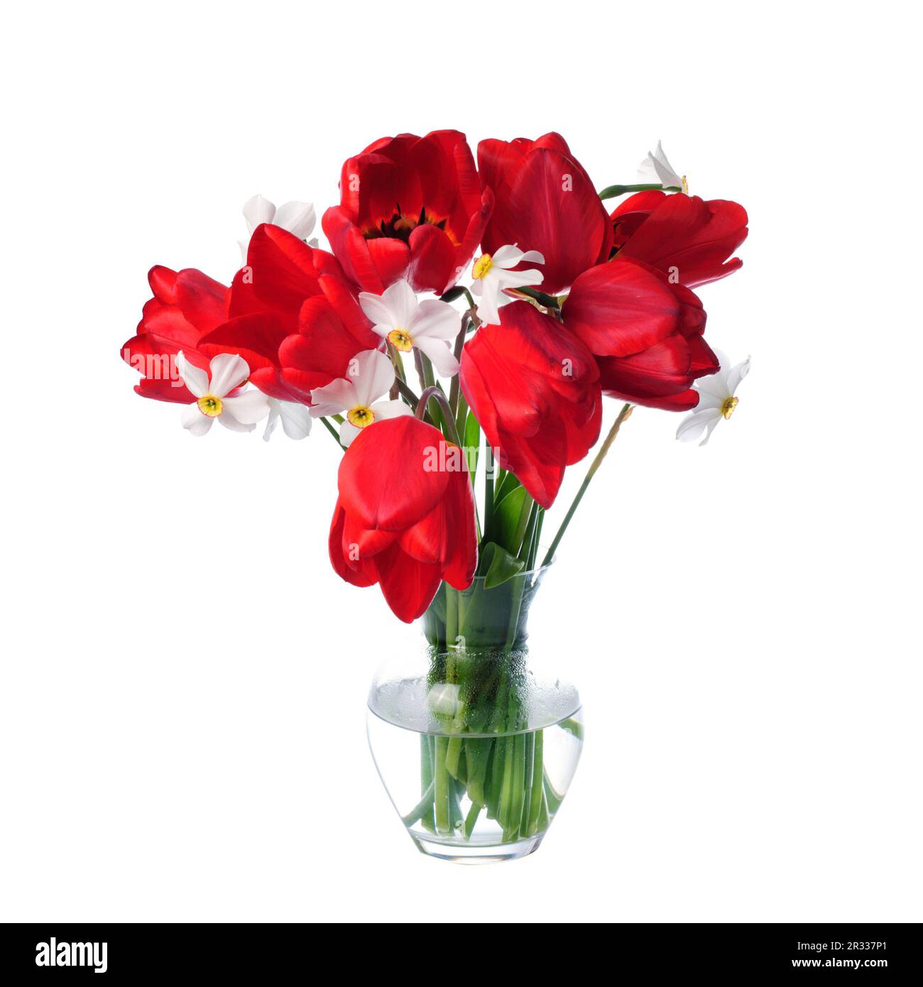 Tulipes rouges et narcissiques blancs en vase Banque D'Images