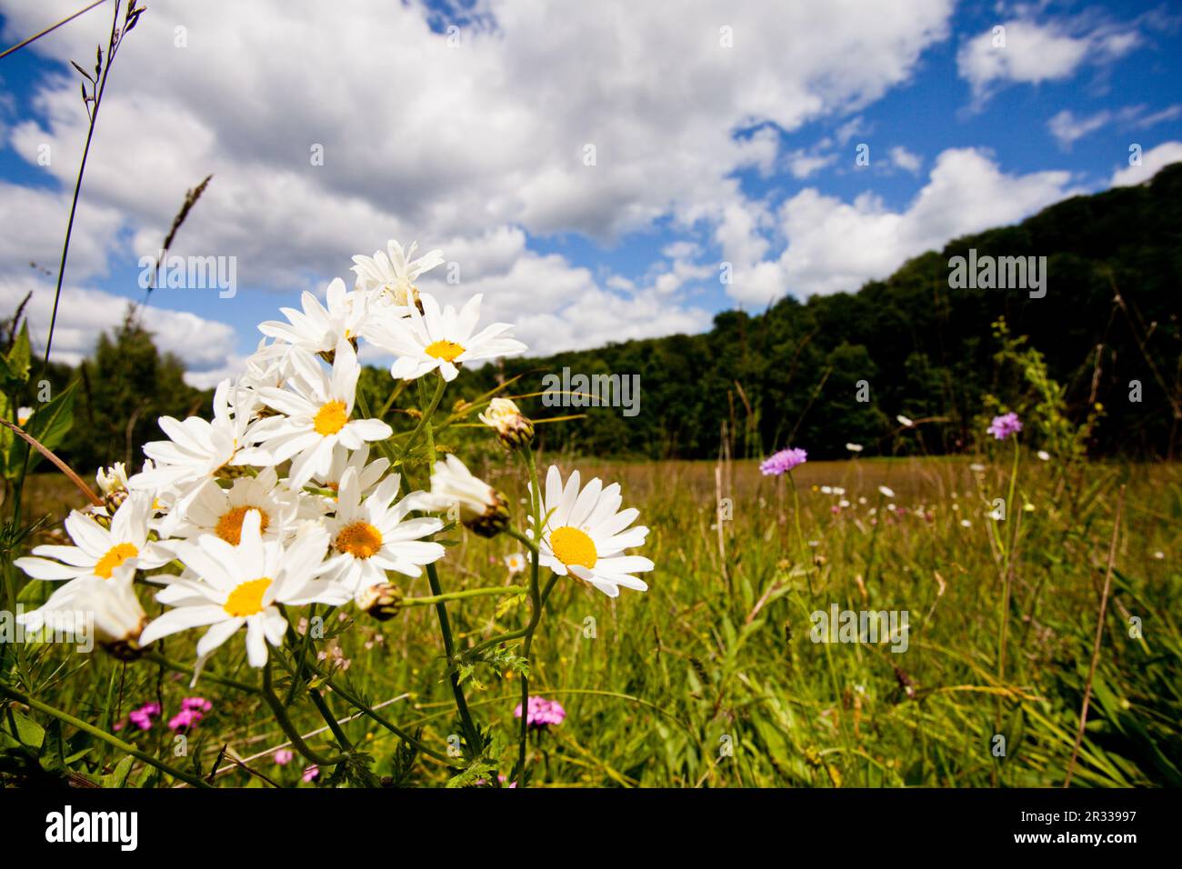 Œil-bœuf et ciel Banque D'Images