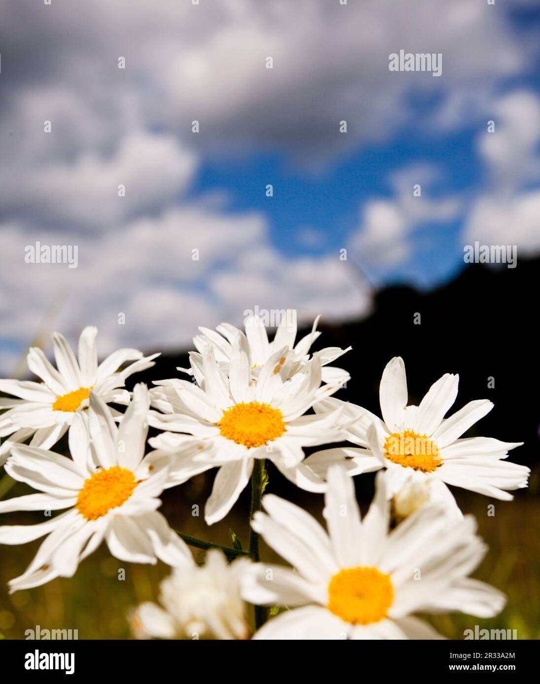 Œil-bœuf et ciel Banque D'Images