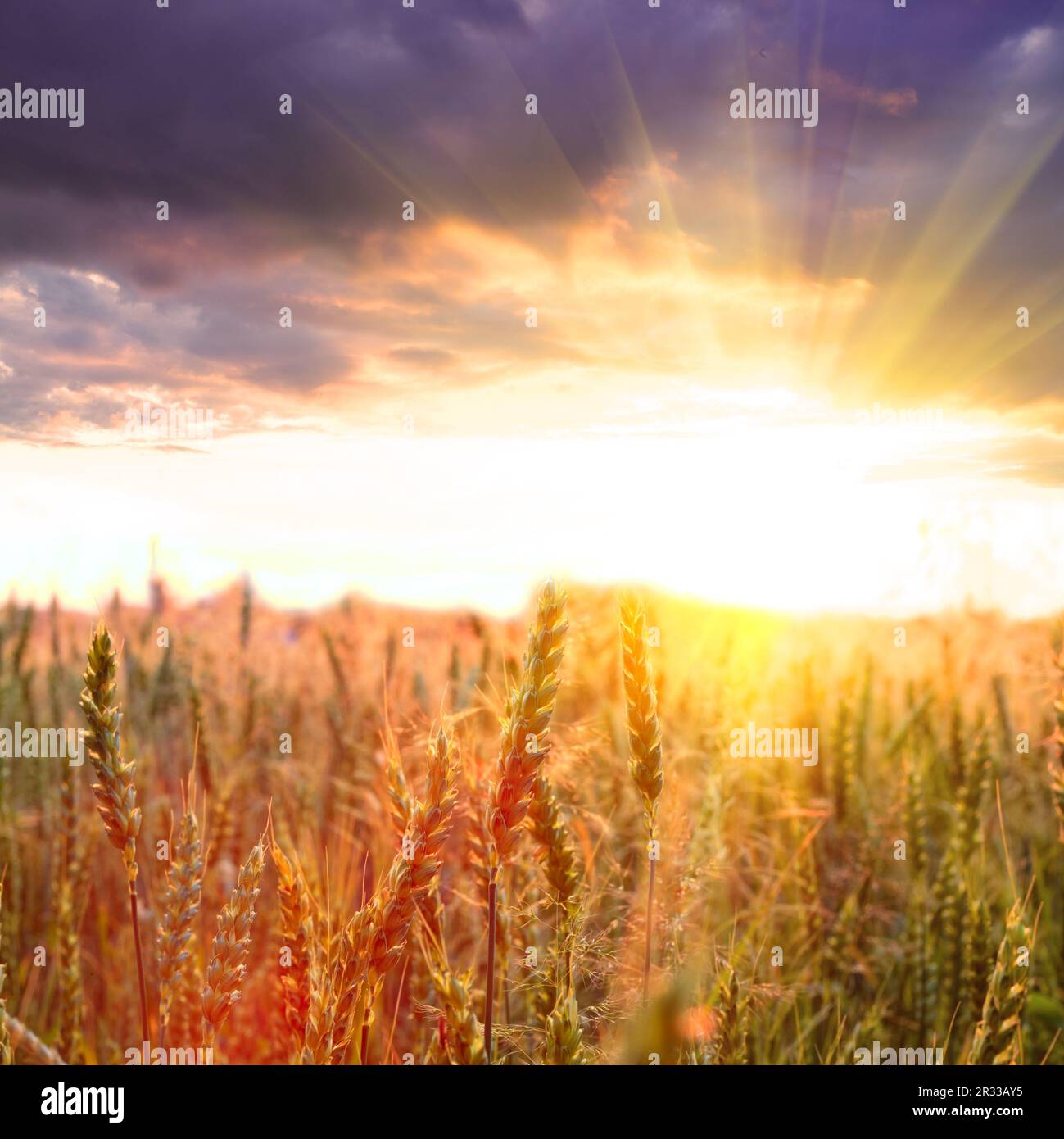 Blé et soleil Banque D'Images