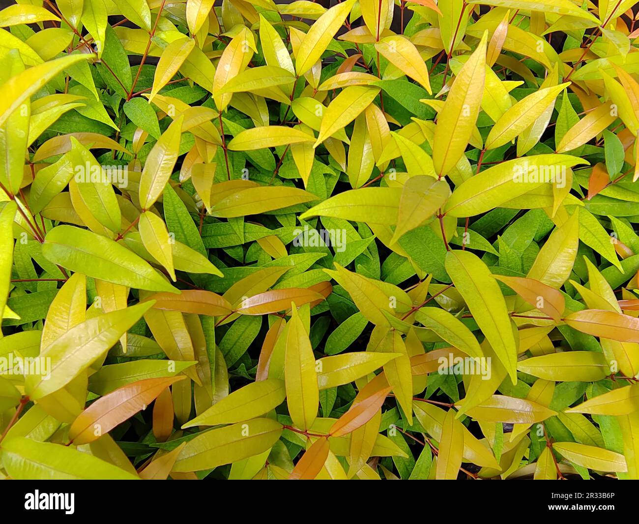 Texture des feuilles de vert vif pour l'arrière-plan Banque D'Images