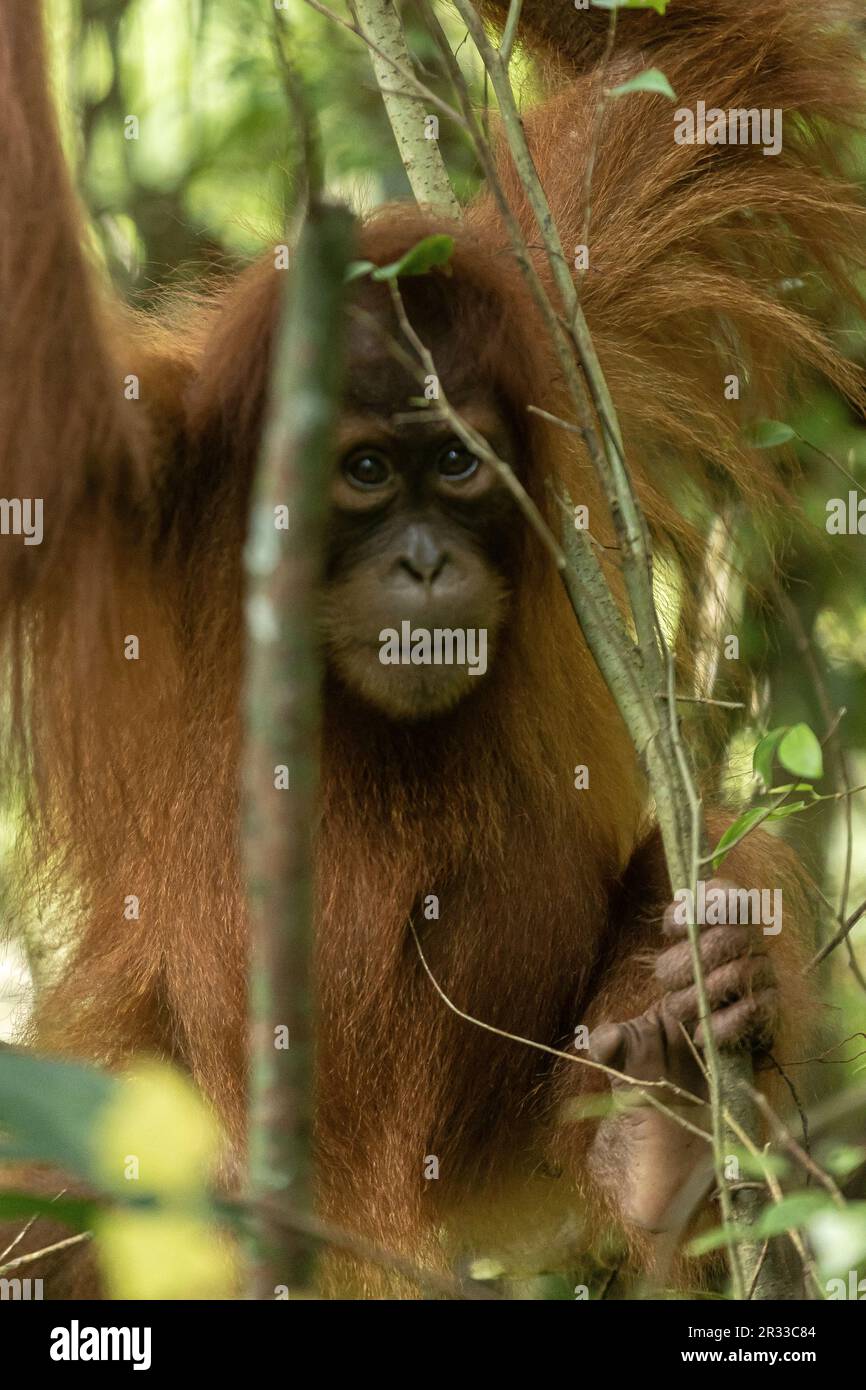 Wil Sumatran orangoutans à Bukit Lawang, Sumatra Nord. Banque D'Images