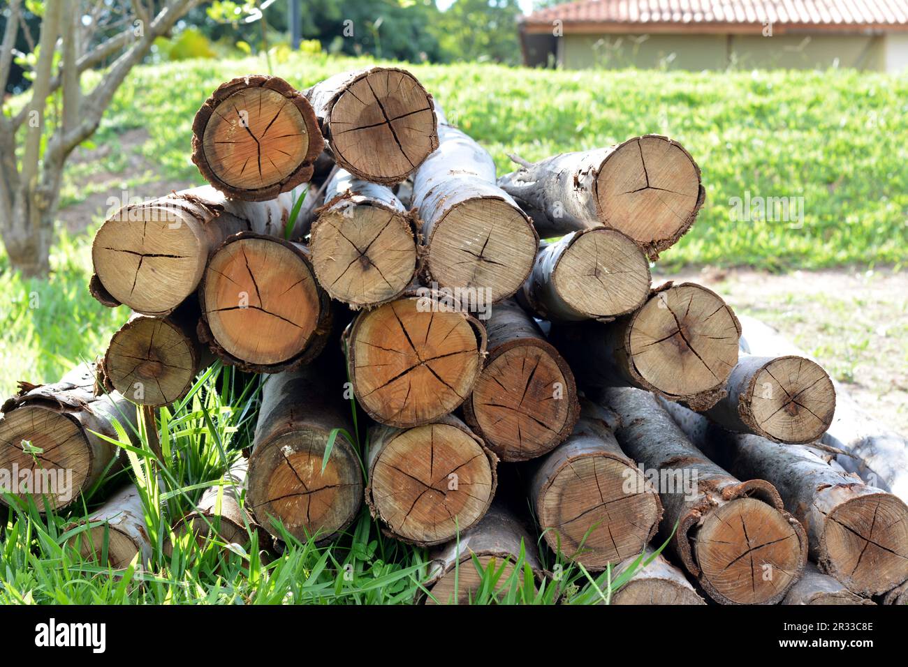 Trunk.Thick rondins dans la lumière du soleil, attendant le transport à la scierie. La photo a été prise au début de la saison d'été brésilienne, Brésil, Banque D'Images