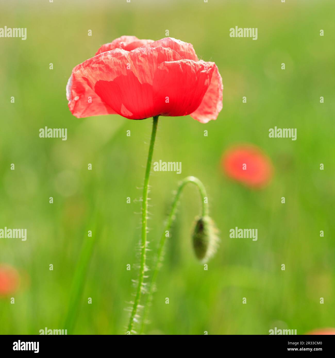 Coquelicots Banque D'Images