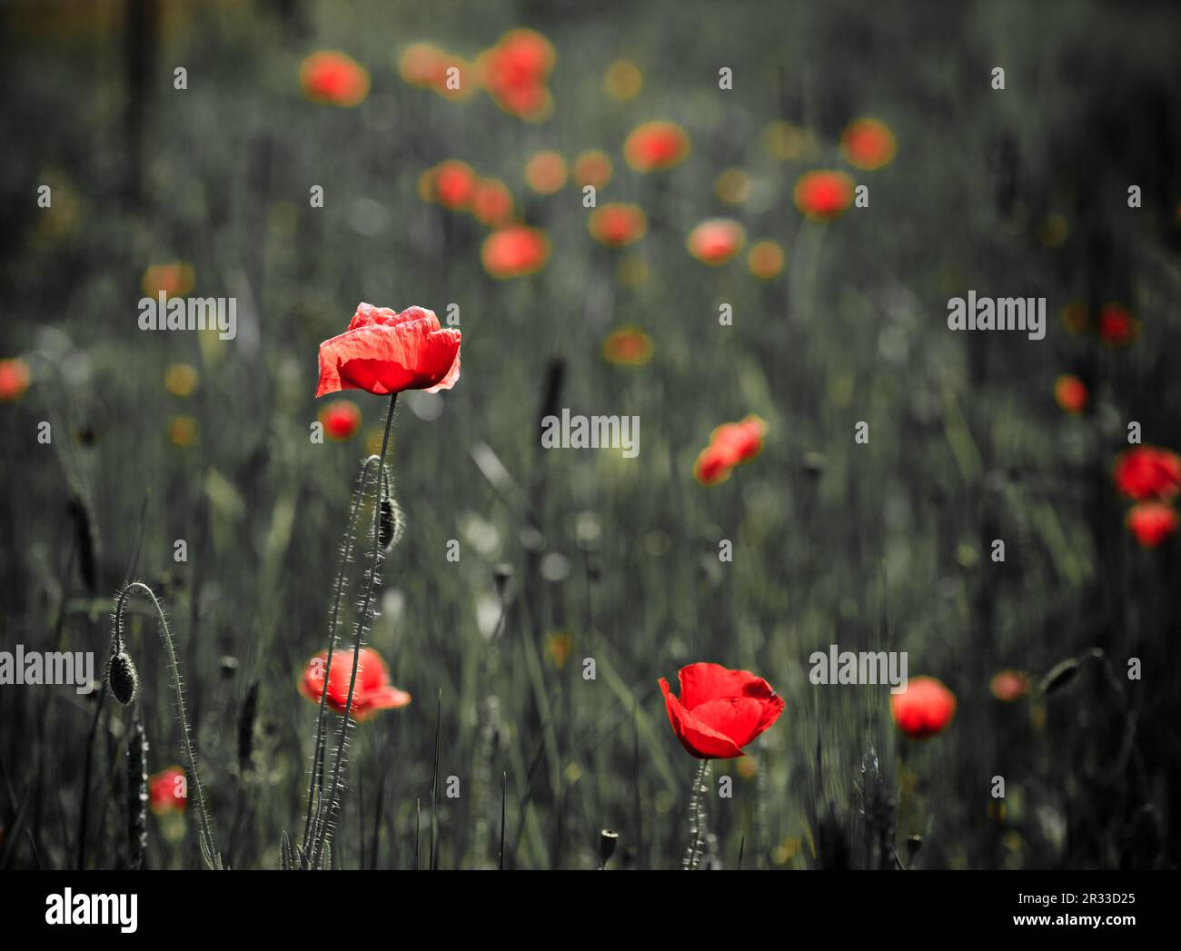 Coquelicots Banque D'Images