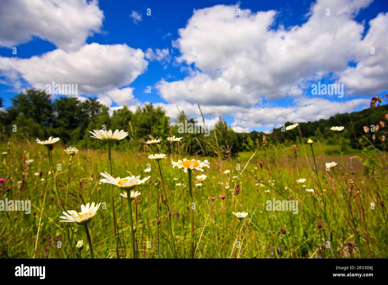 Œil-bœuf et ciel Banque D'Images