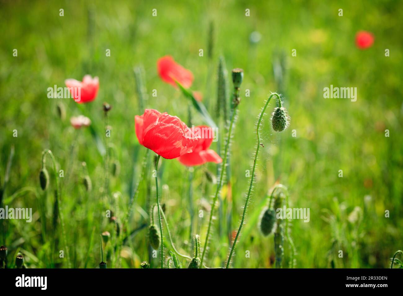 Coquelicots Banque D'Images