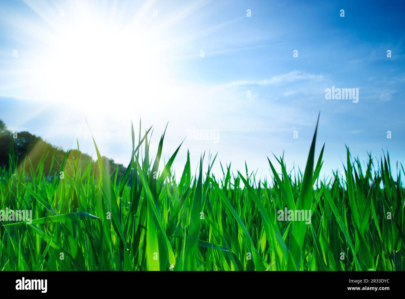 L'herbe verte et le ciel Banque D'Images