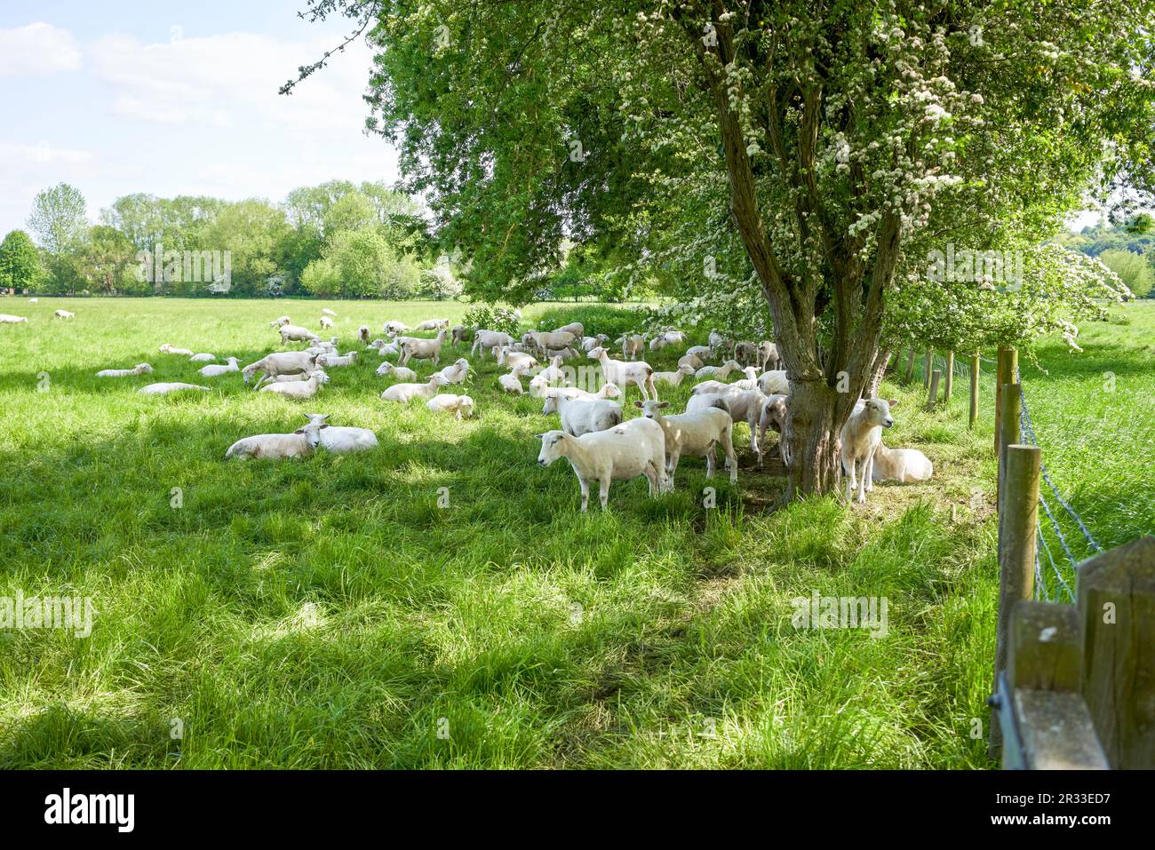 Moutons se détendant à l'ombre des arbres en été Banque D'Images