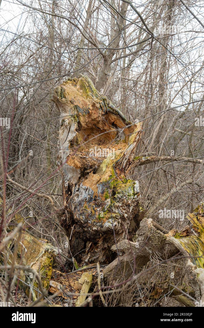 Grand arbre pourrissant et tournant à la poussière dans l'épaississement de la forêt Banque D'Images