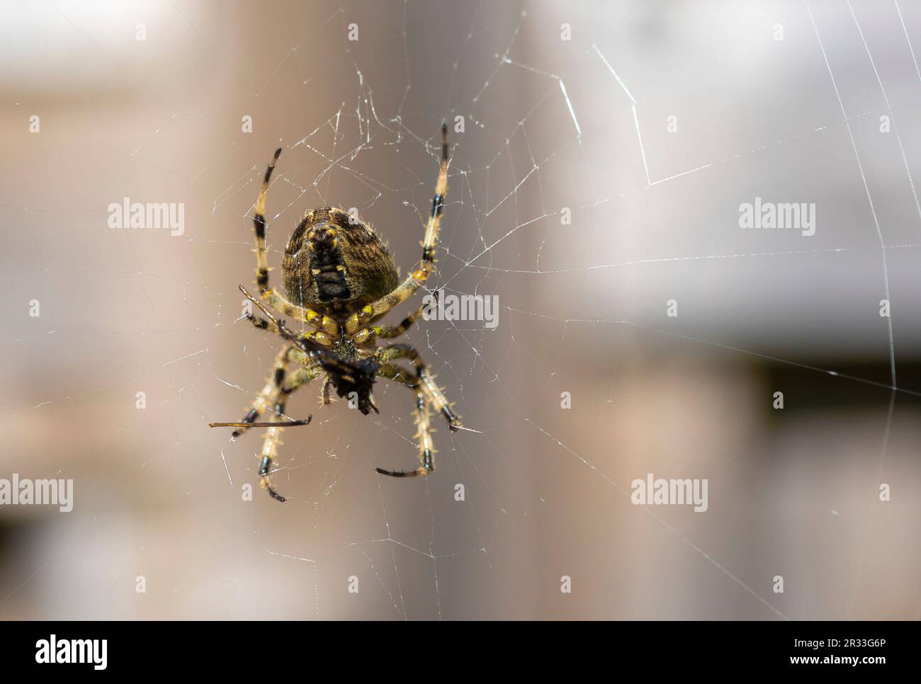 En prévision de la proie, une araignée affamée se trouve dans une toile Banque D'Images