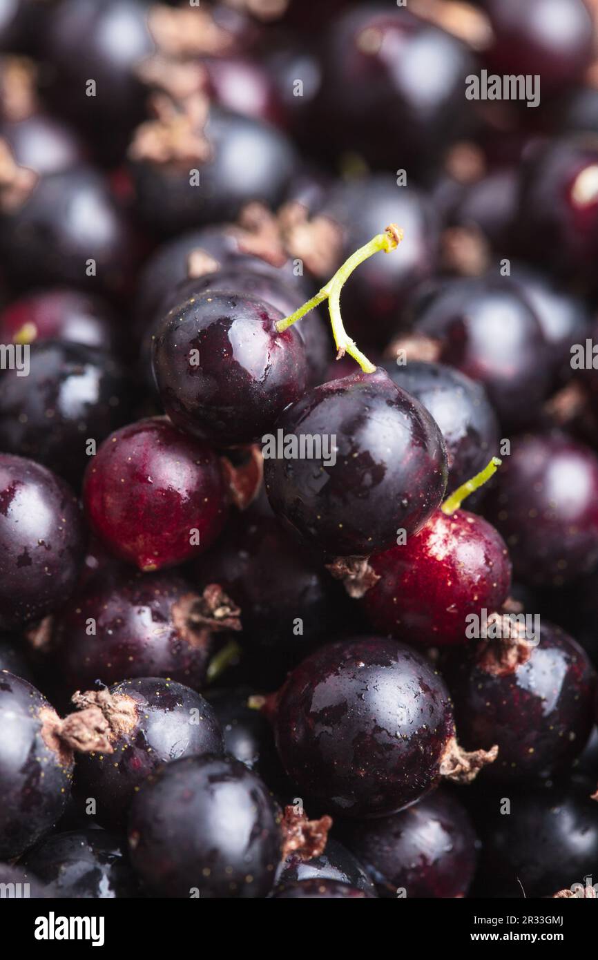 Groseille noire Banque D'Images