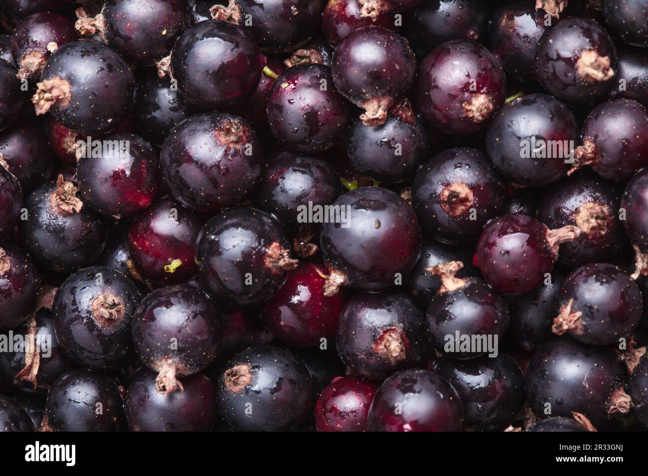 Groseille noire Banque D'Images