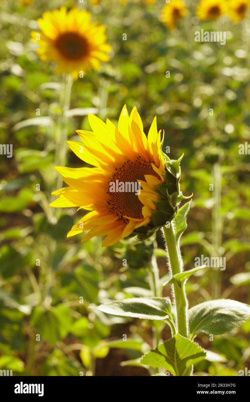 Champ de tournesols Banque D'Images